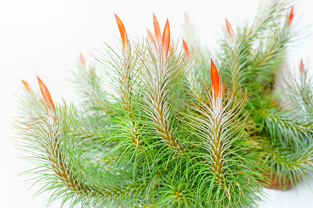 Tillandsia funckiana other