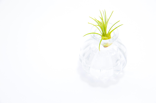 Tillandsia fuchsii other