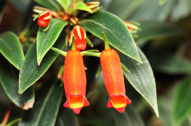 Kalanchoe manginii — search result for 'Kalanchoe'