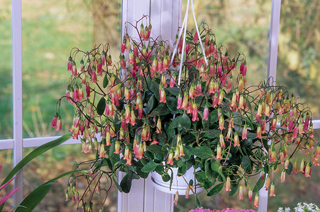 Kalanchoe manginii other