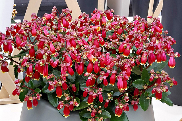 Kalanchoe porphyrocalyx other