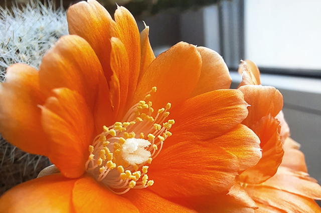 Rebutia fiebrigii other