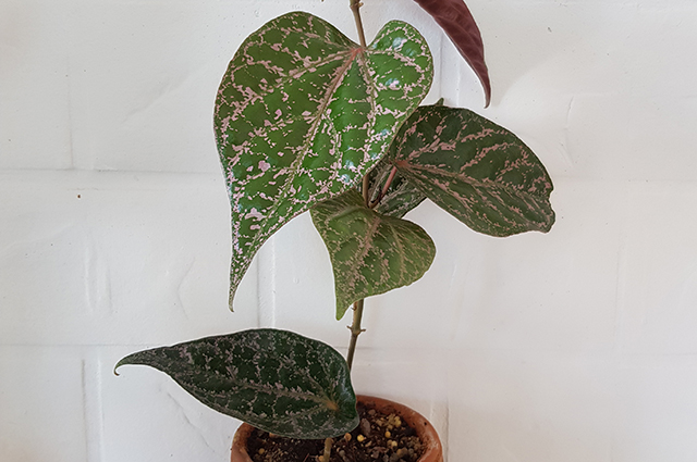 Piper crocatum other