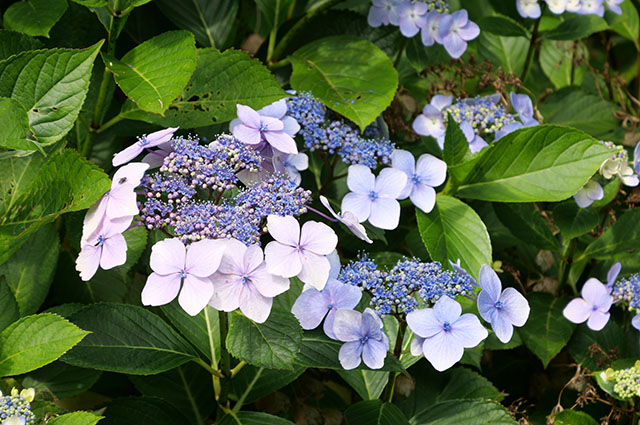 Hydrangea serrata other