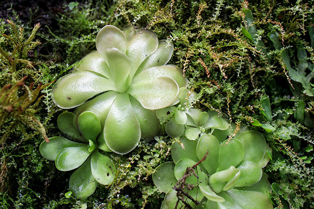 Pinguicula gigantea other