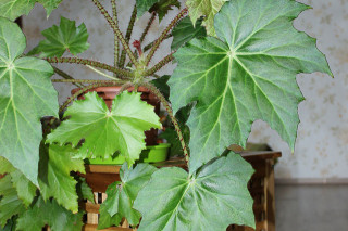 Begonia ricinifolia