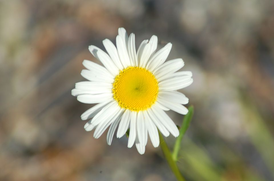 Leucanthemum × superbum other