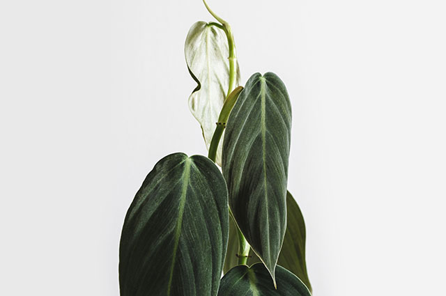 Philodendron gigas other