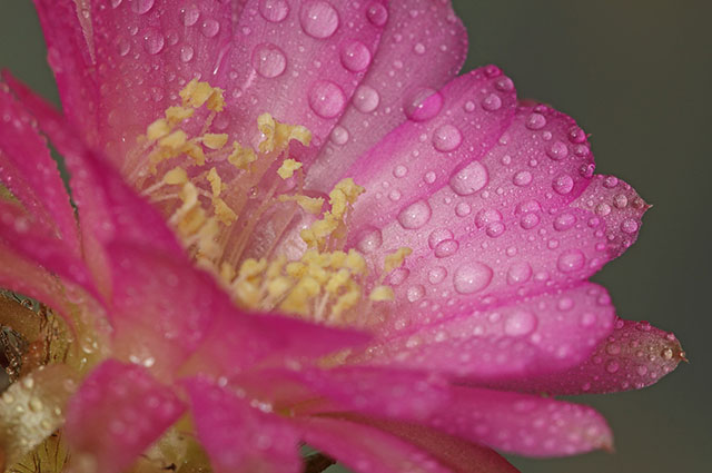Echinopsis marsoneri other