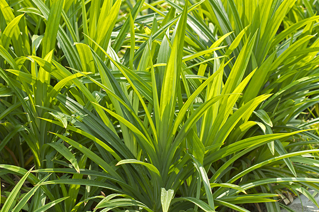 Pandanus amaryllifolius other