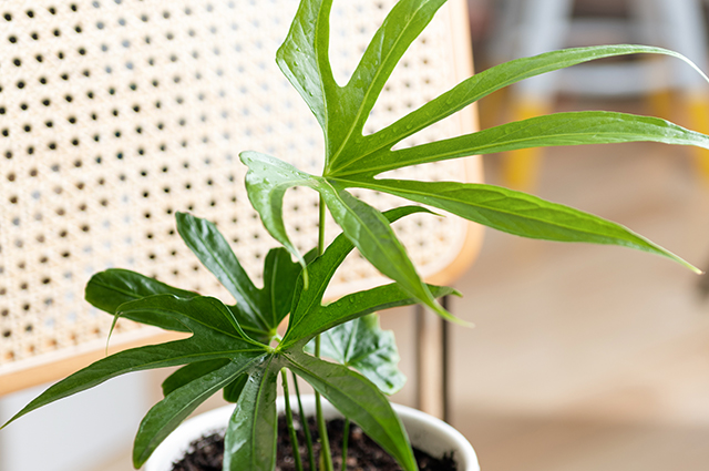 Anthurium pedatoradiatum other