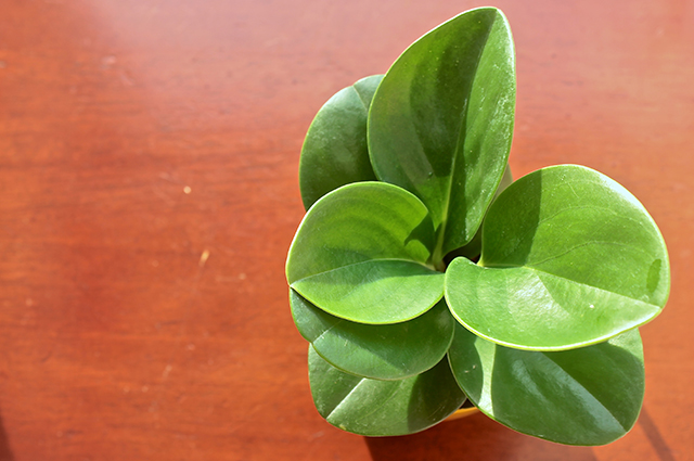 Peperomia incana other