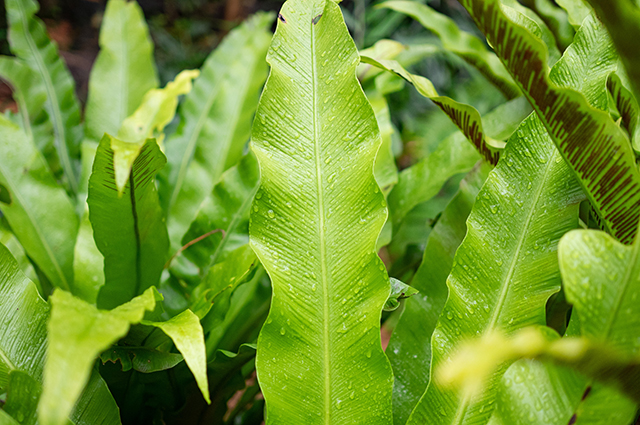 Asplenium antiquum other