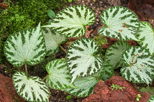 Begonia imperialis other
