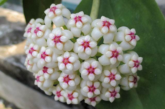 Hoya pachyclada — search result for 'Hoya'