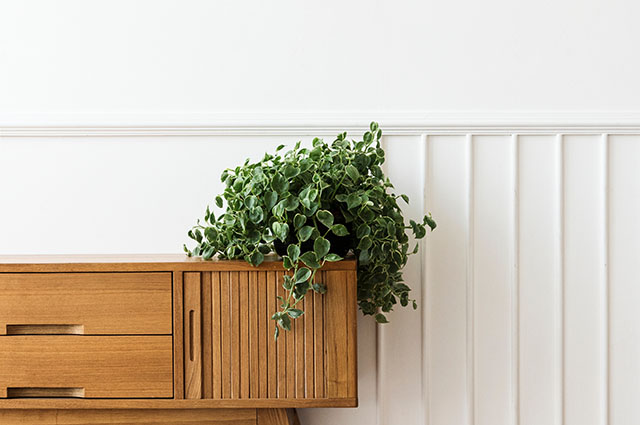 Dischidia oiantha other