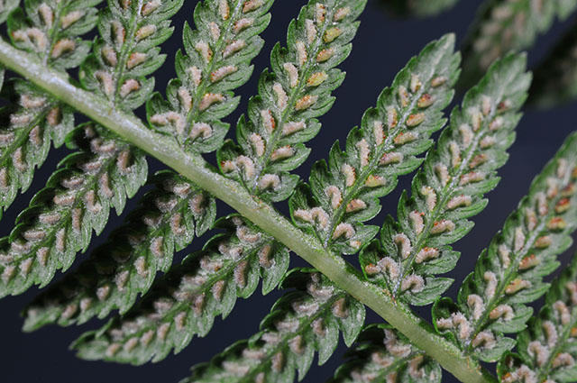 Dryopteris goldiana other