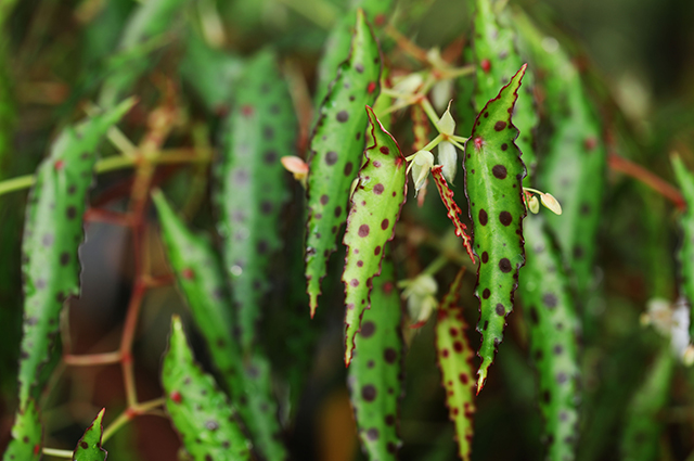 Begonia amphioxus other