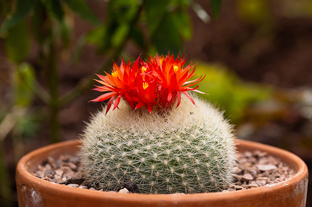 Parodia haselbergii other