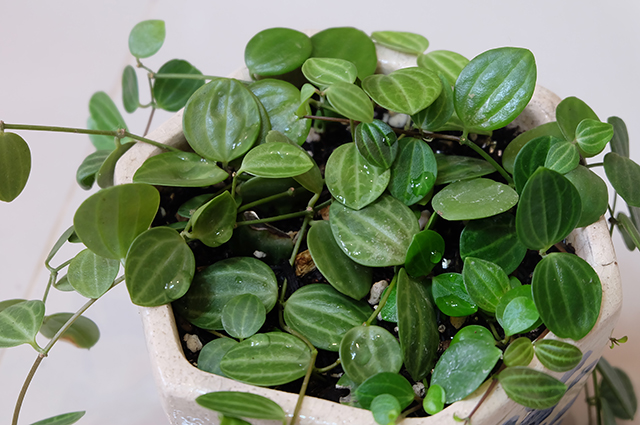 Peperomia quadrangularis other