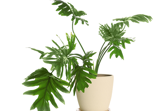 Philodendron selloum other