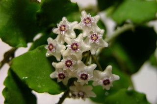 Hoya kanyakumariana
