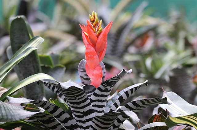 Aechmea chantinii other