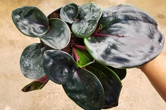 Geogenanthus ciliatus other