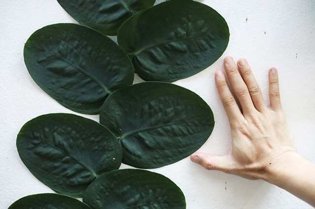 Rhaphidophora korthalsii other