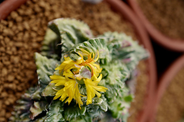 Euphorbia squarrosa — houseplant care guide