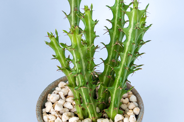 Euphorbia knuthii other