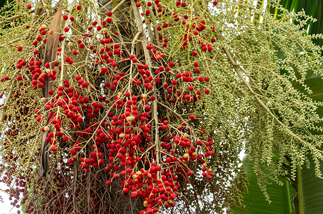Archontophoenix alexandrae other