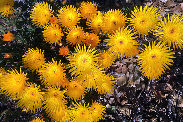 Lampranthus glaucus other