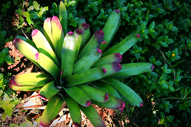 Neoregelia spectabilis other