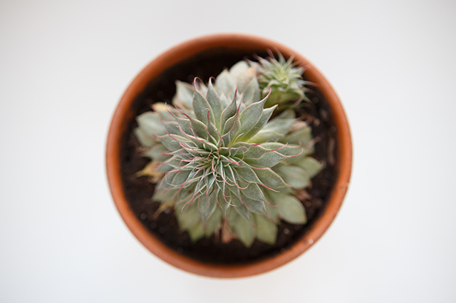 Graptopetalum filiferum other