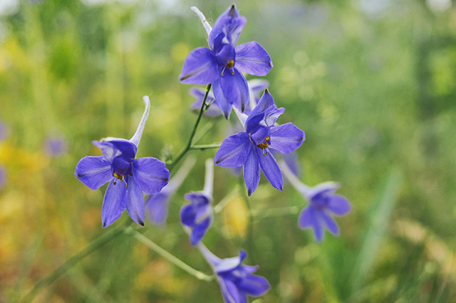 Delphinium grandiflorum other