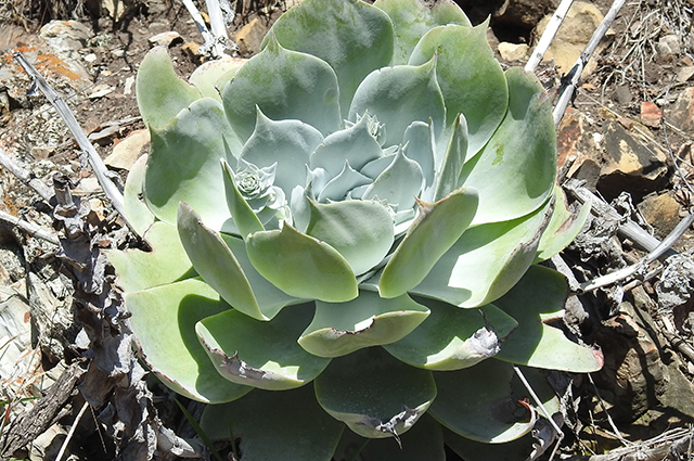 Dudleya pulverulenta other