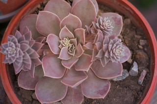 Echeveria diffractens