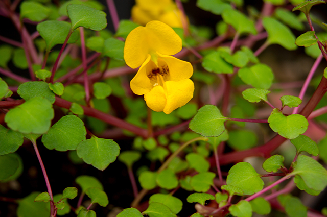 Impatiens repens — full shade houseplant