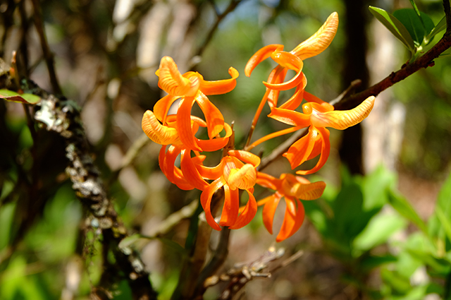 Dendrobium unicum other