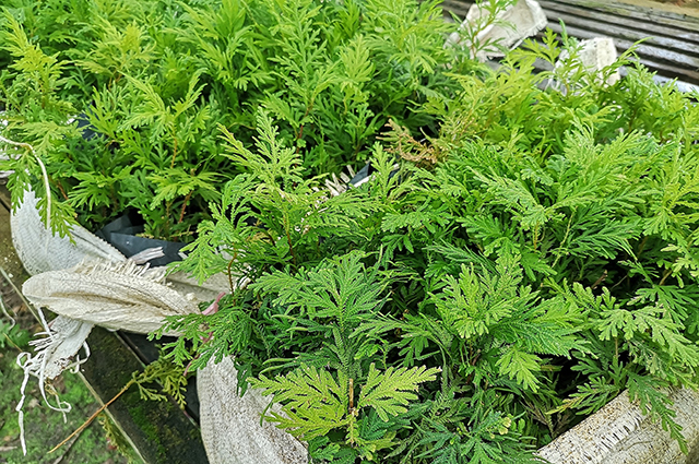 Selaginella willdenowii other