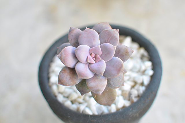 Graptopetalum superbum other