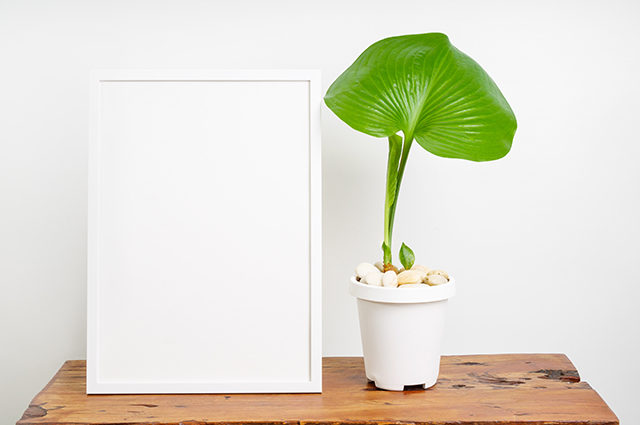 Proiphys amboinensis other