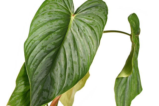 Philodendron pastazanum other