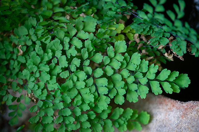 Adiantum aethiopicum other