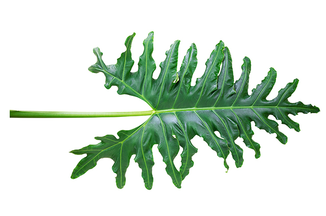 Alocasia portei other