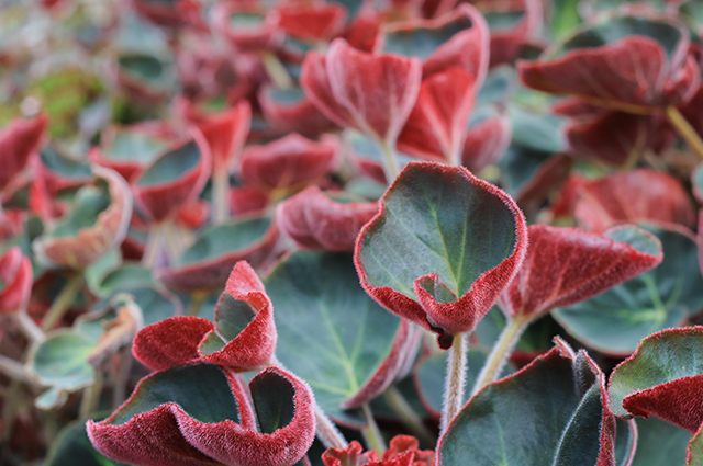 Begonia acetosa other