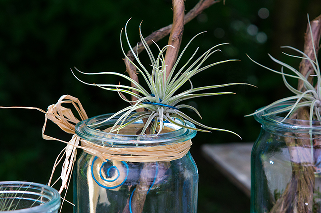 Tillandsia oaxacana