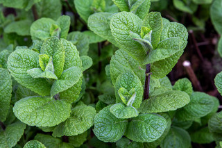 Mentha villosa