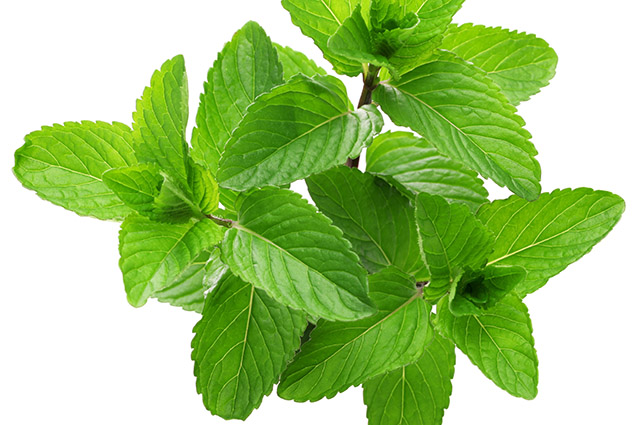 Mentha villosa other